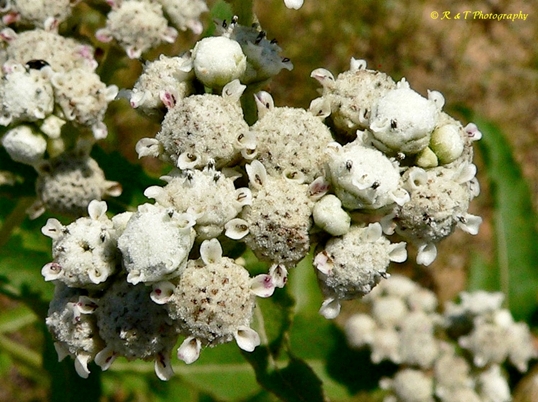 {Parthenium integrifolium}